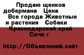 Продаю щенков добермана › Цена ­ 45 000 - Все города Животные и растения » Собаки   . Краснодарский край,Сочи г.